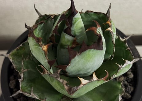 ◆厳選◆アガベ・チタノタ　ブラックアンドブルー-017｜agave titanota Black&Blue