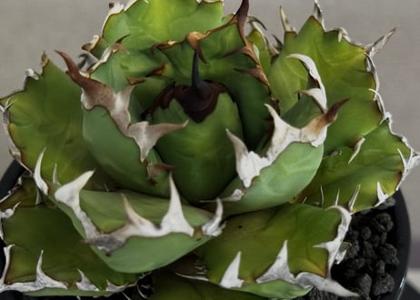 アガベ・チタノタ 姫厳竜(厳選)-100｜agave titanota dwarf