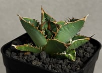 アガベ・チタノタ　隕石(ミーティアライト)-044｜agave titanota meteorite