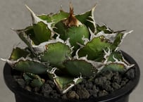 アガベ・チタノタ 繁星（中株）-071｜agave titanota star‐studded