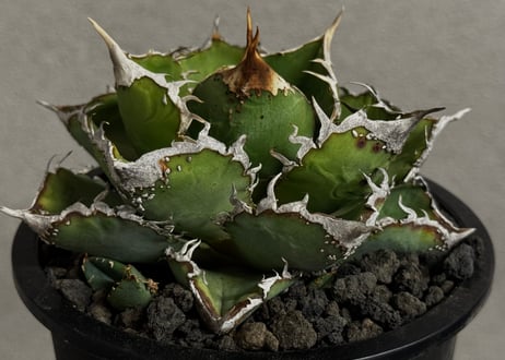 アガベ・チタノタ 繁星（中株）-071｜agave titanota star‐studded