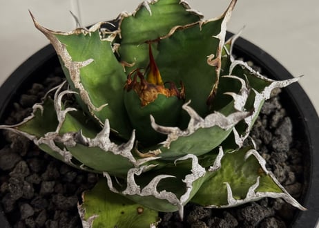 アガベ・チタノタ シーザー/凱撒（台湾Hanes）-076｜agave titanota caesar