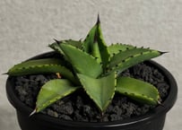 アガベ・笹の雪×イシスメンシス ハイブリッド（芽）-008｜ agave victoriae-reginae x isthmensis