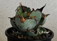 アガベ・チタノタ　ブラックアンドブルー-014｜agave titanota Black&Blue