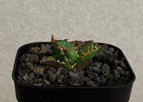 アガベ・チタノタ シーザー/CJ血統（凱撒）芽-021｜agave titanota caesar