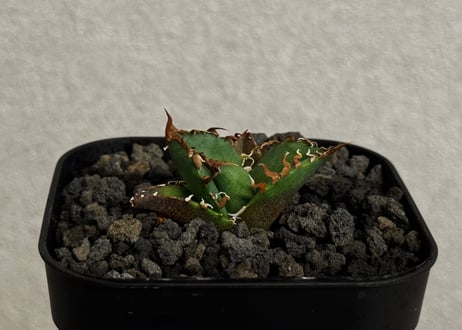 Plus_Plants STORE