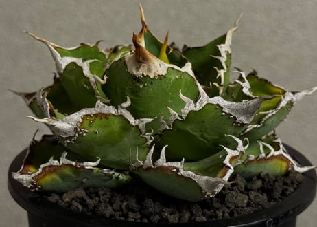 アガベ・チタノタ 繁星（中株）-072｜agave titanota star‐studded