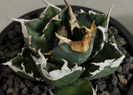 アガベ・チタノタ 白火焔(中株/台湾Hanes)-036｜agave titanota white flame