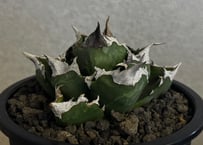 アガベ・チタノタ 白火焔(台湾Hanes)-042｜agave titanota white flame