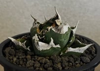 アガベ・チタノタ 白火焔(台湾Hanes)-041｜agave titanota white flame