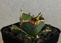 アガベ・チタノタ 疣猪/丸叶背刺（芽）-026｜agave titanota warthog