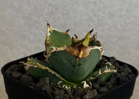 CATEGORY Titanota warthog｜疣猪 | Plus_Plants STORE