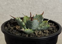 アガベ ハイブリッド・甲蟹×妖炎 (小株/実生)-013｜Agave hybrid isthmensis × utahensis var. eborispina