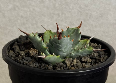 HaRe122　アガベ　6点セット Plus_Plants STORE