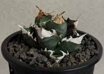 アガベ・チタノタ 白火焔(中株/台湾Hanes)-039｜agave titanota white flame