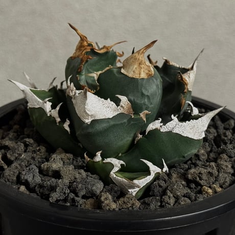 アガベチタノタ　白火焔　黒火焔　中株 アガベ白火焔 | STORES