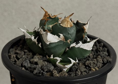 アガベ・チタノタ 白火焔(中株/台湾Hanes)-039｜agave titanota white flame