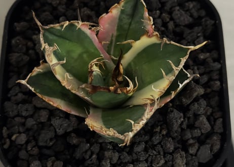 アガベ・チタノタ シーザー/凱撒 覆輪（芽）-002｜agave titanota caesar ver.margination