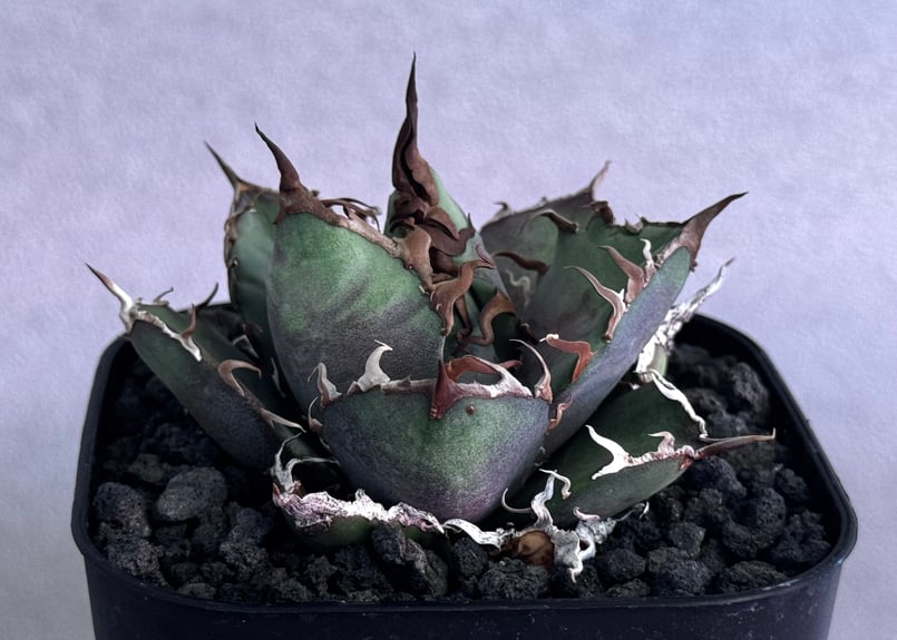 アガベ・チタノタ シーザー/凱撒（芽）-062｜agave titanota caesar |