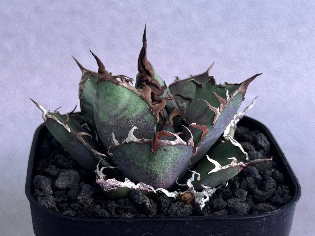アガベ・チタノタ シーザー/凱撒（芽）-062｜agave titanota caesar |