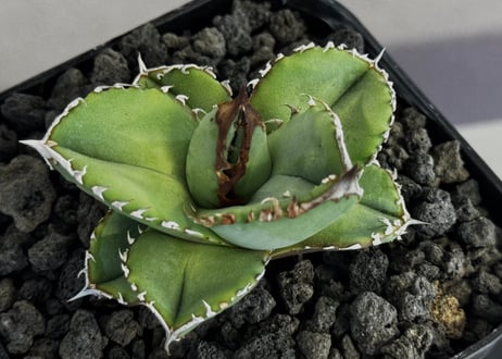 アガベ・チタノタ 鰐亀（芽）-041｜agave titanota alligator snapper