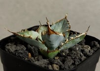 アガベ・チタノタ LQH_土（芽）012｜agave titanota saturn