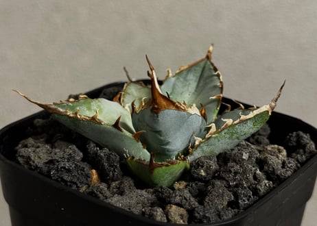 アガベ・チタノタ LQH_土（芽）012｜agave titanota saturn