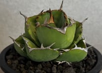 アガベ・チタノタ 達磨(芽)-005｜agave titanota DARUMA | Plus_Plants