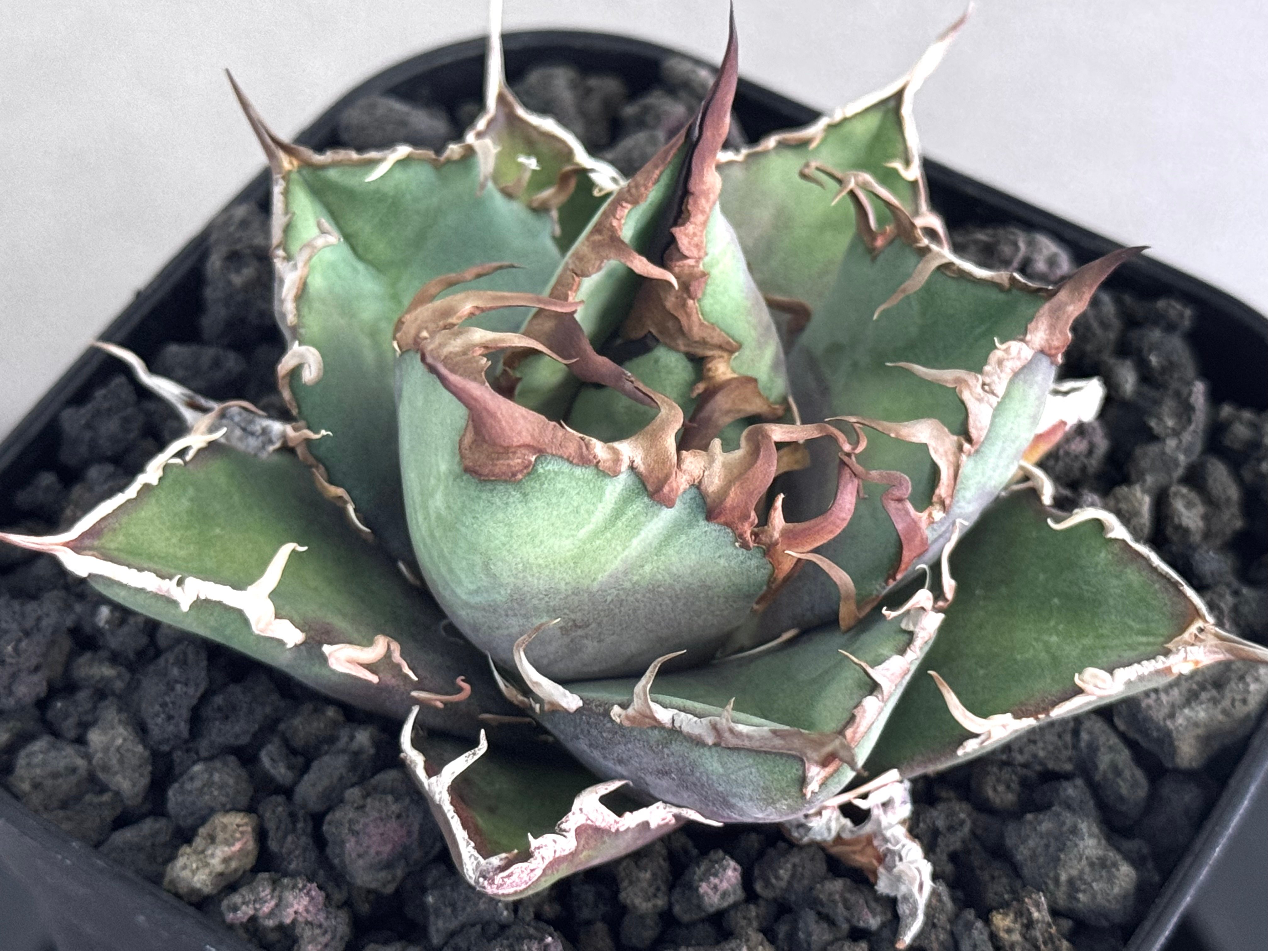 アガベ・チタノタ シーザー/凱撒（芽）-061｜agave titanota caesar |