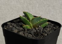 アガベ・チタノタ　清櫻(Lize血統／芽)-008｜agave titanota Queen
