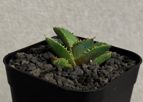 アガベ・チタノタ　清櫻(Lize血統／芽)-008｜agave titanota Queen