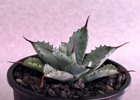 アガベ ハイブリッド・曲刺八荒雷神｜（芽／台湾Hanes）-002｜agave Potatorum×Macroacantha