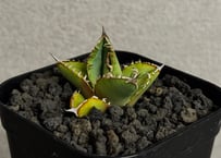 アガベ・チタノタ 星空/台湾agave cho産（芽）-008｜agave titanota starry sky