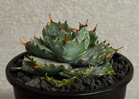 アガベ・姫蠍蟹 (小株)-012｜Agave gypsophila x isthmensis