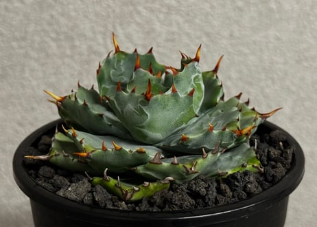 アガベ・姫蠍蟹 (小株)-012｜Agave gypsophila x isthmensis