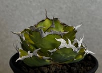 アガベ・チタノタ 中国螃蟹（厳選コンパクト）- 014｜agave titanota Crab
