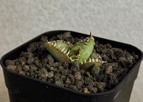 アガベ・チタノタ　麻花（芽）-034｜agave Twist Dragon/Ma Hua