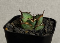 アガベ・チタノタ LQH_金（芽）002｜agave titanota venus