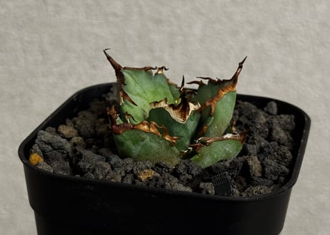 アガベ・チタノタ LQH_金（芽）002｜agave titanota venus