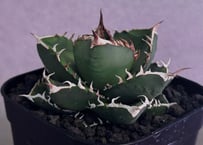 アガベ・チタノタ 立可白/SAD(芽）-055｜agave titanota south african diamond