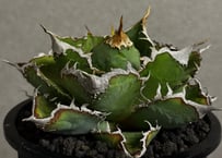 アガベ・チタノタ 繁星（中株）-072｜agave titanota star‐studded