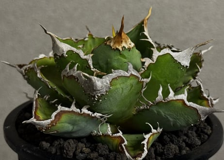 アガベ・チタノタ 繁星（中株）-072｜agave titanota star‐studded