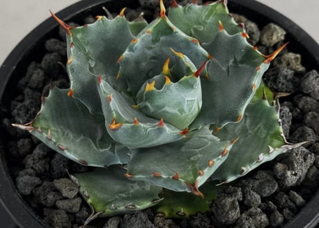 アガベ・姫蠍蟹 (小株)-017｜Agave gypsophila x isthmensis