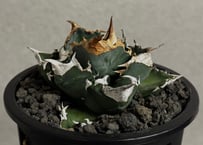 アガベ・チタノタ 白火焔(中株/台湾Hanes)-038｜agave titanota white flame