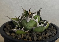 アガベ・チタノタ シーザー/凱撒（台湾Hanes）-075｜agave titanota caesar