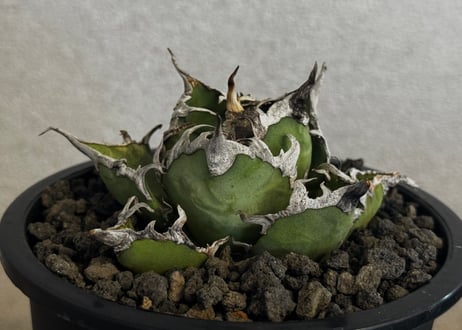 Plus_Plants STORE