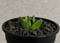 アガベ・笹の雪 スーパーワイド -006｜agave victoriae-reginae  super wide