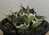 アガベ・チタノタ シーザー/凱撒（台湾Hanes）-074｜agave titanota caesar
