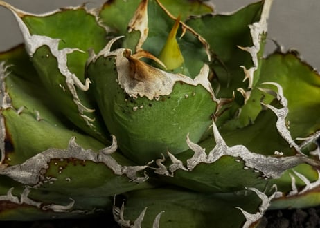 アガベ・チタノタ 繁星（中株）-072｜agave titanota star‐studded