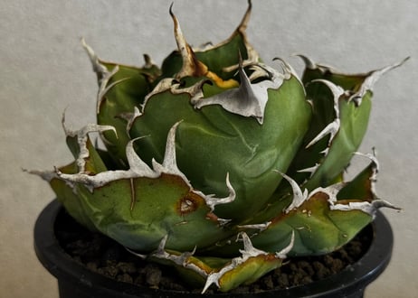 アガベ・チタノタ白鯨-102｜agave titanota white whale